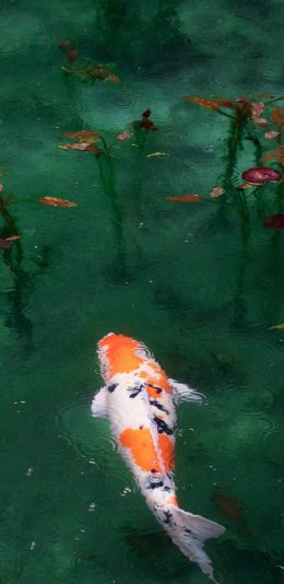 [2436x1125]锦鲤 鱼  鱼塘 游动 荷叶 雨水 苹果手机壁纸图片
