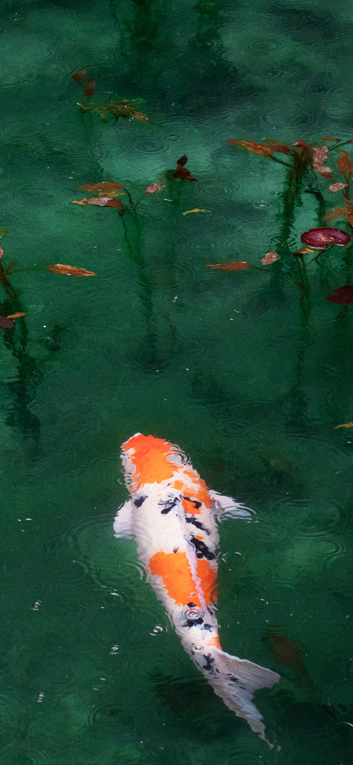 [2436×1125]锦鲤 鱼  鱼塘 游动 荷叶 雨水 苹果手机壁纸图片
