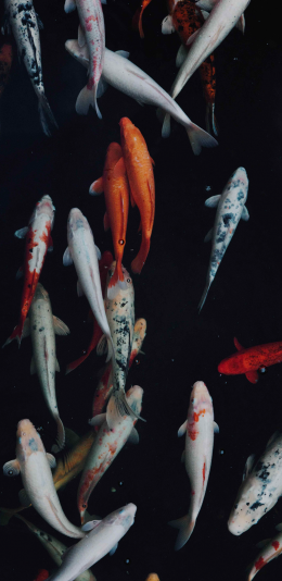 [2436x1125]锦鲤 鱼 水 游动 苹果手机壁纸图片