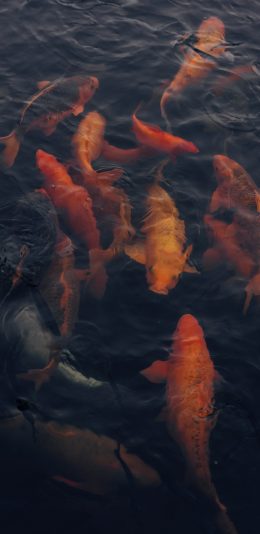 [2436x1125]锦鲤 鱼 水 游动 养殖 苹果手机壁纸图片