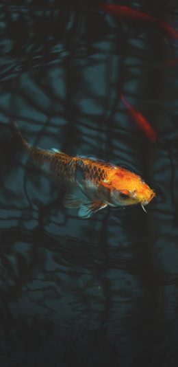 [2436x1125]锦鲤 鱼 水池 游动 苹果手机壁纸图片