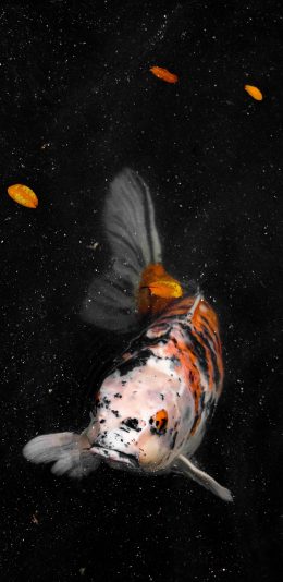 [2436x1125]锦鲤 鱼 游动 落叶 杂色 苹果手机壁纸图片