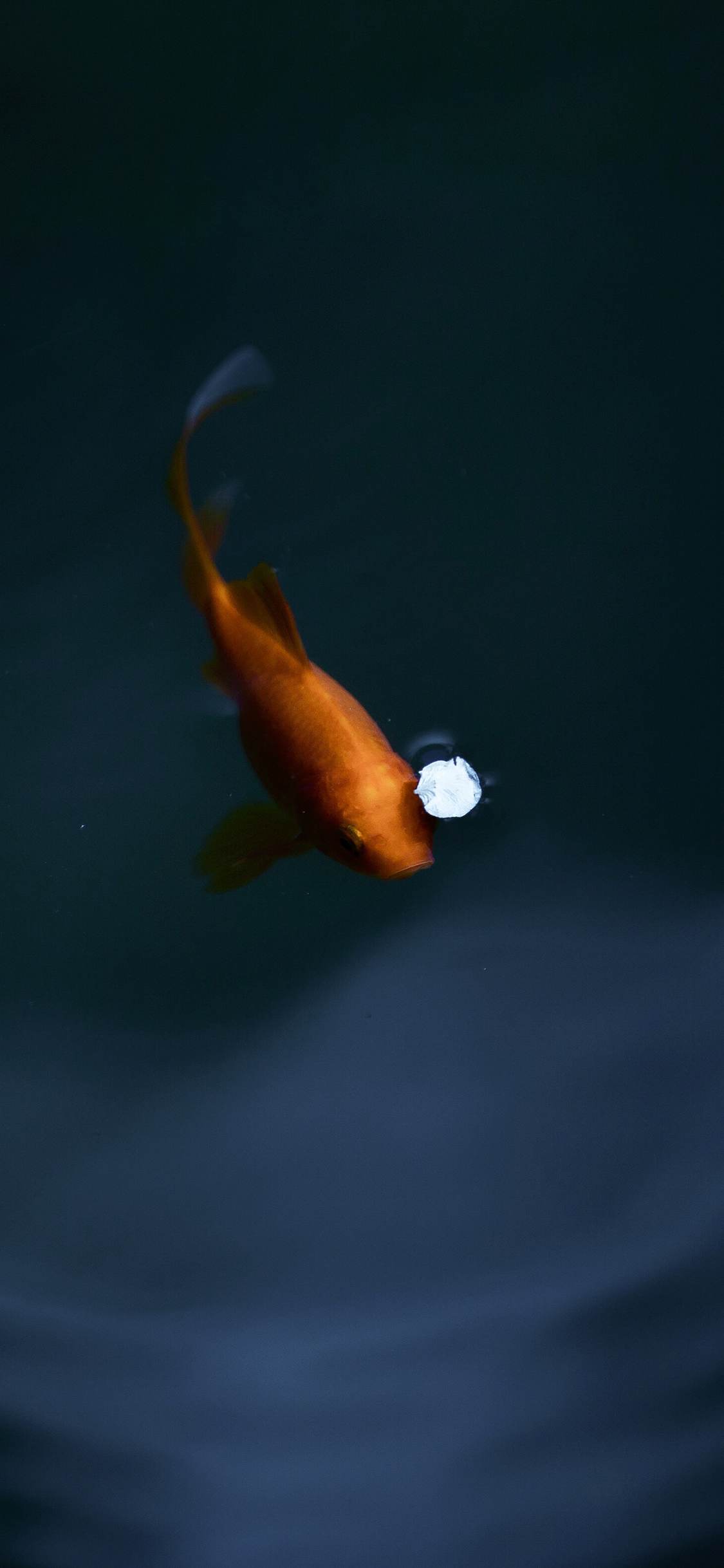 [2436×1125]锦鲤 鱼 蓝色 金鱼 水 苹果手机壁纸图片
