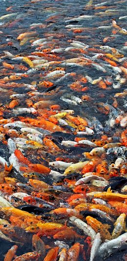 [2436x1125]锦鲤 鱼 鱼群 水族 苹果手机壁纸图片