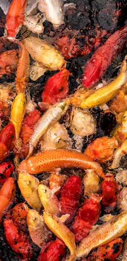 [2436x1125]锦鲤 鱼类 观赏鱼 密集 养殖 苹果手机壁纸图片