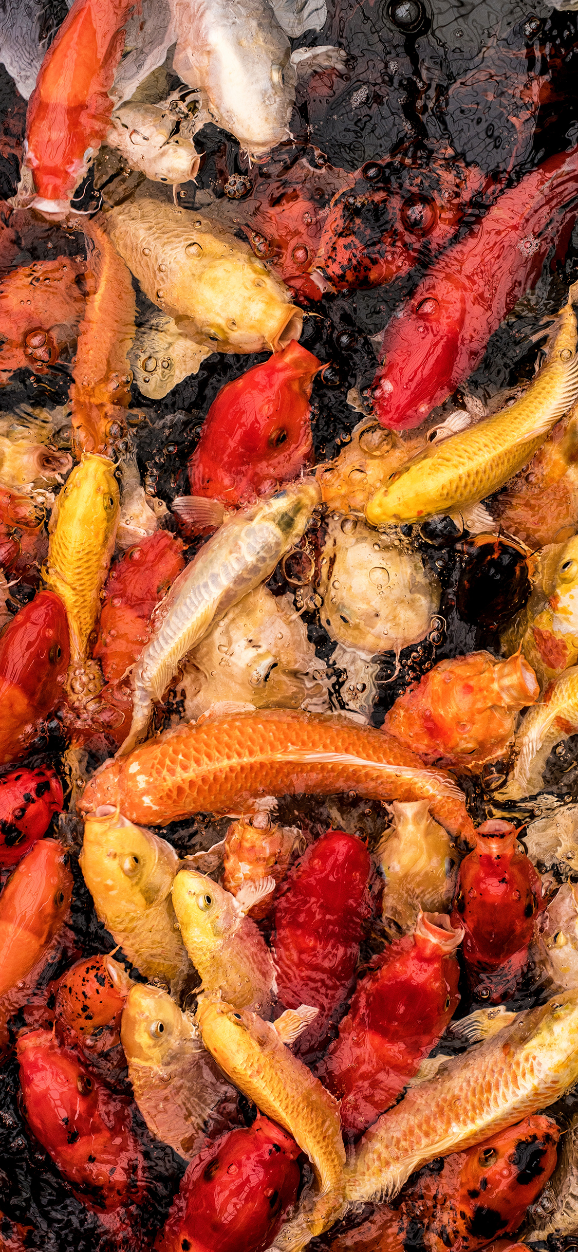 [2436×1125]锦鲤 鱼类 观赏鱼 密集 养殖 苹果手机壁纸图片