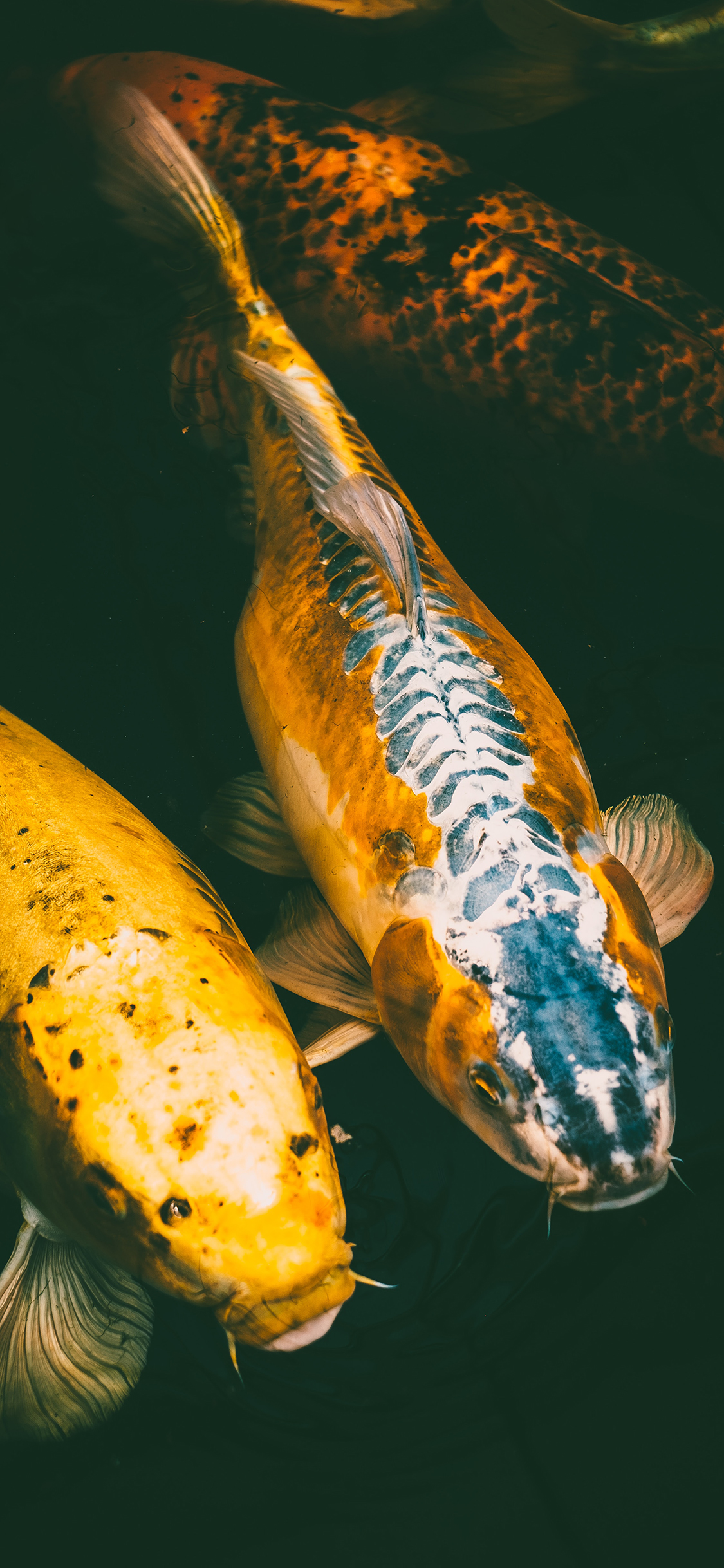 [2436×1125]锦鲤 鲤鱼 色彩 观赏 苹果手机壁纸图片