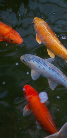 [2436x1125]锦鲤 鲤鱼 观赏鱼 饲养 苹果手机壁纸图片