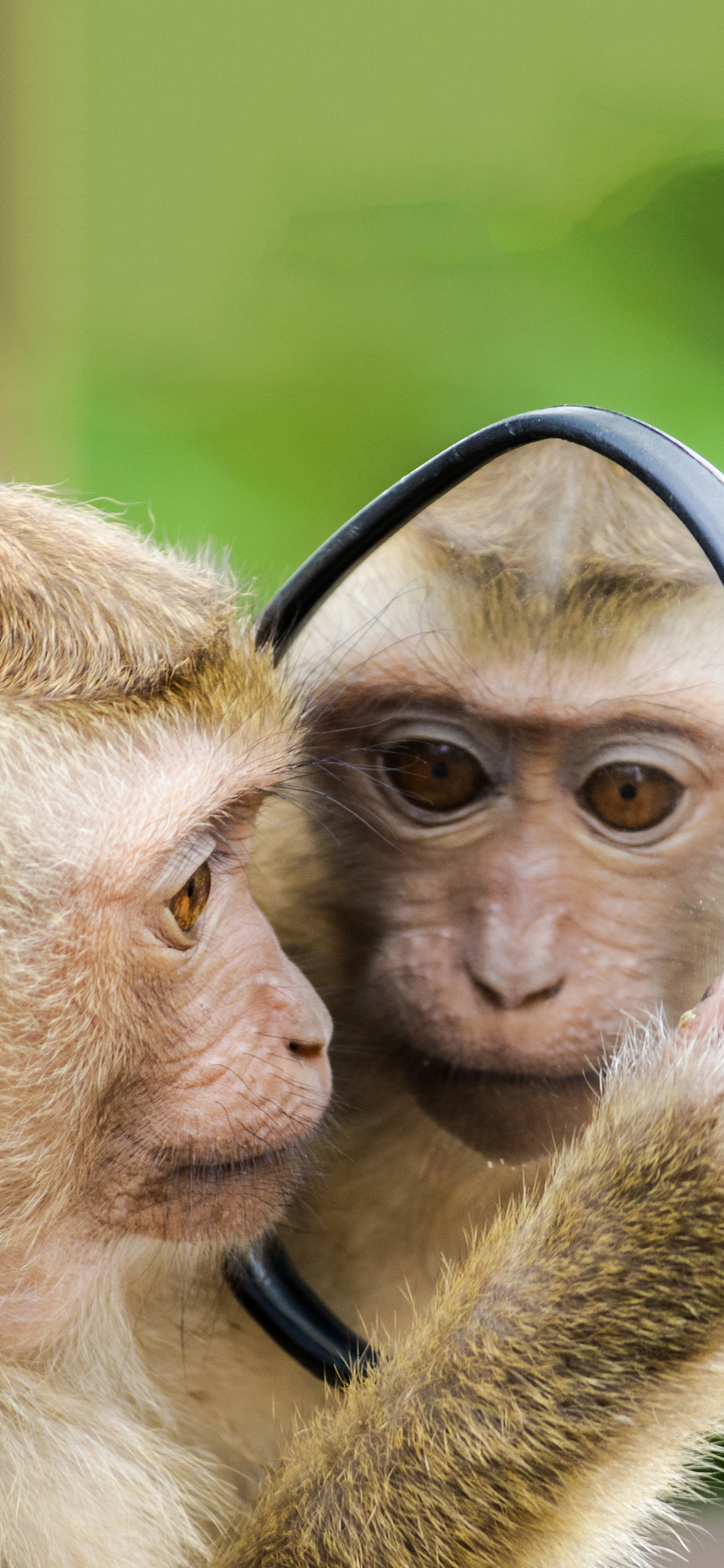 [2436×1125]镜子 后视镜 猴子 可爱 苹果手机壁纸图片