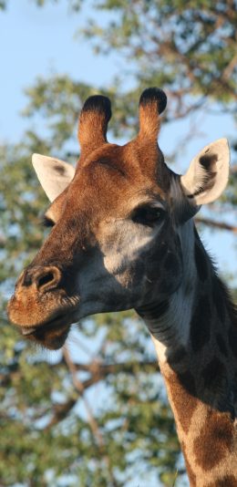 [2436x1125]长劲鹿 头部 皮毛 苹果手机壁纸图片