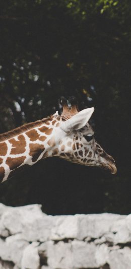 [2436x1125]长劲鹿 斑块 长脖子 温顺 苹果手机壁纸图片