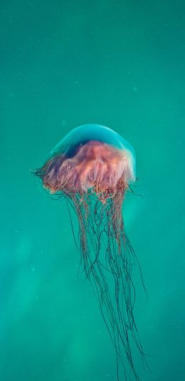 [2436x1125]长须 海洋生物 漂浮 水母 苹果手机壁纸图片