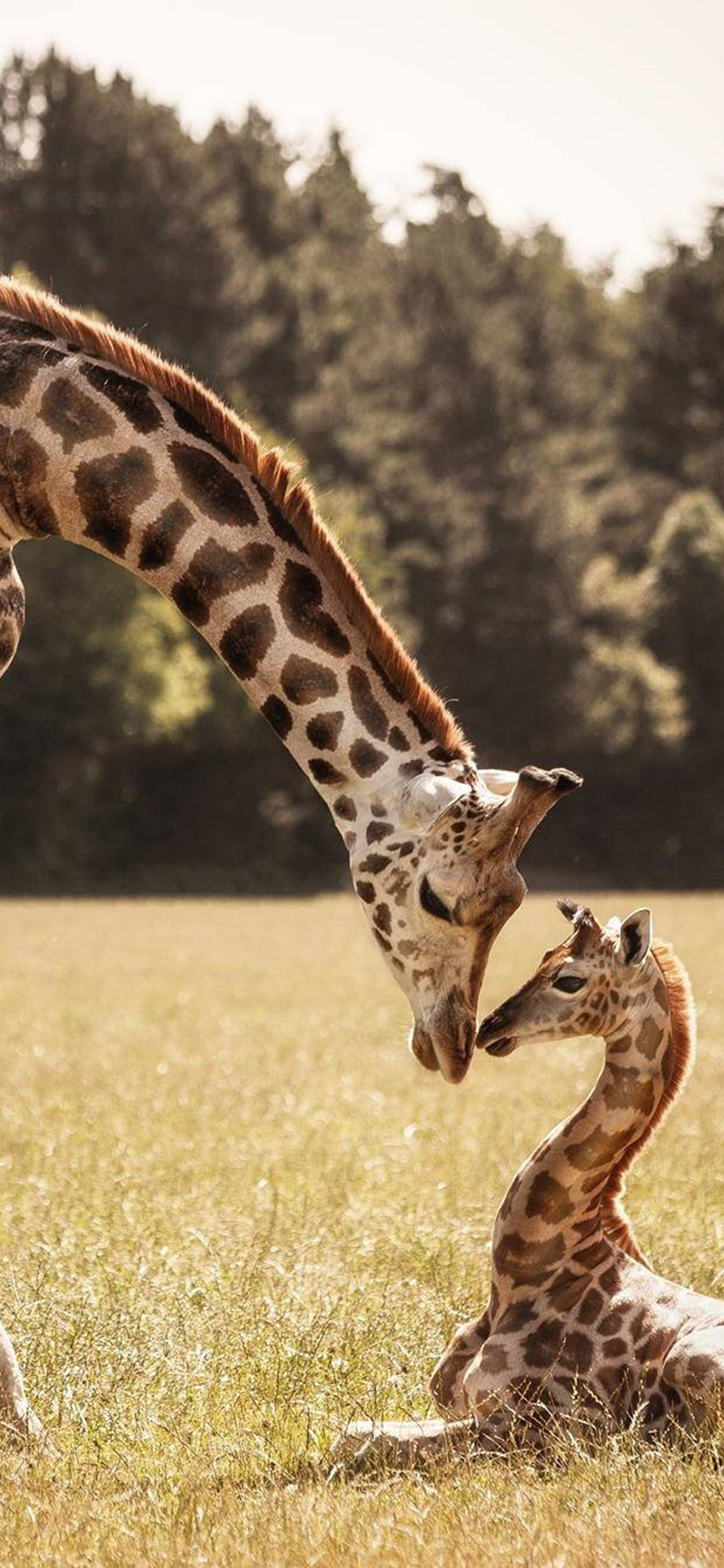 [2436×1125]长颈鹿 亲子 动物 户外 苹果手机壁纸图片