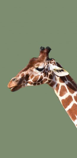 [2436x1125]长颈鹿 侧脸 斑纹 绿色 脖子 苹果手机壁纸图片
