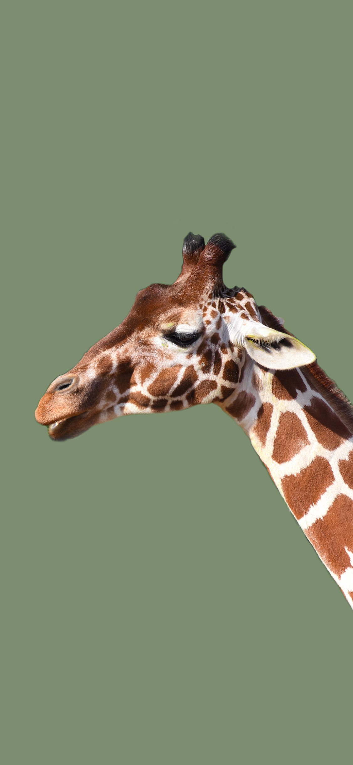 [2436×1125]长颈鹿 侧脸 斑纹 绿色 脖子 苹果手机壁纸图片