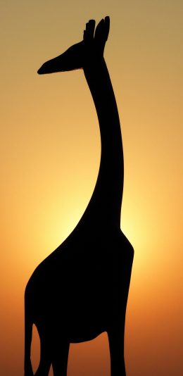 [2436x1125]长颈鹿 剪影 阴影 夕阳 苹果手机壁纸图片