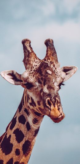 [2436x1125]长颈鹿 动物 头部 天空 苹果手机壁纸图片