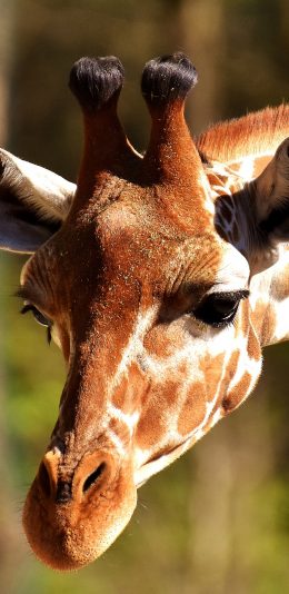 [2436x1125]长颈鹿 动物 头部 特写 户外 苹果手机壁纸图片