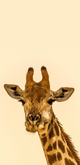 [2436x1125]长颈鹿 动物 头部特写 户外 苹果手机壁纸图片