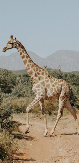 [2436x1125]长颈鹿 动物 户外 自由 苹果手机壁纸图片