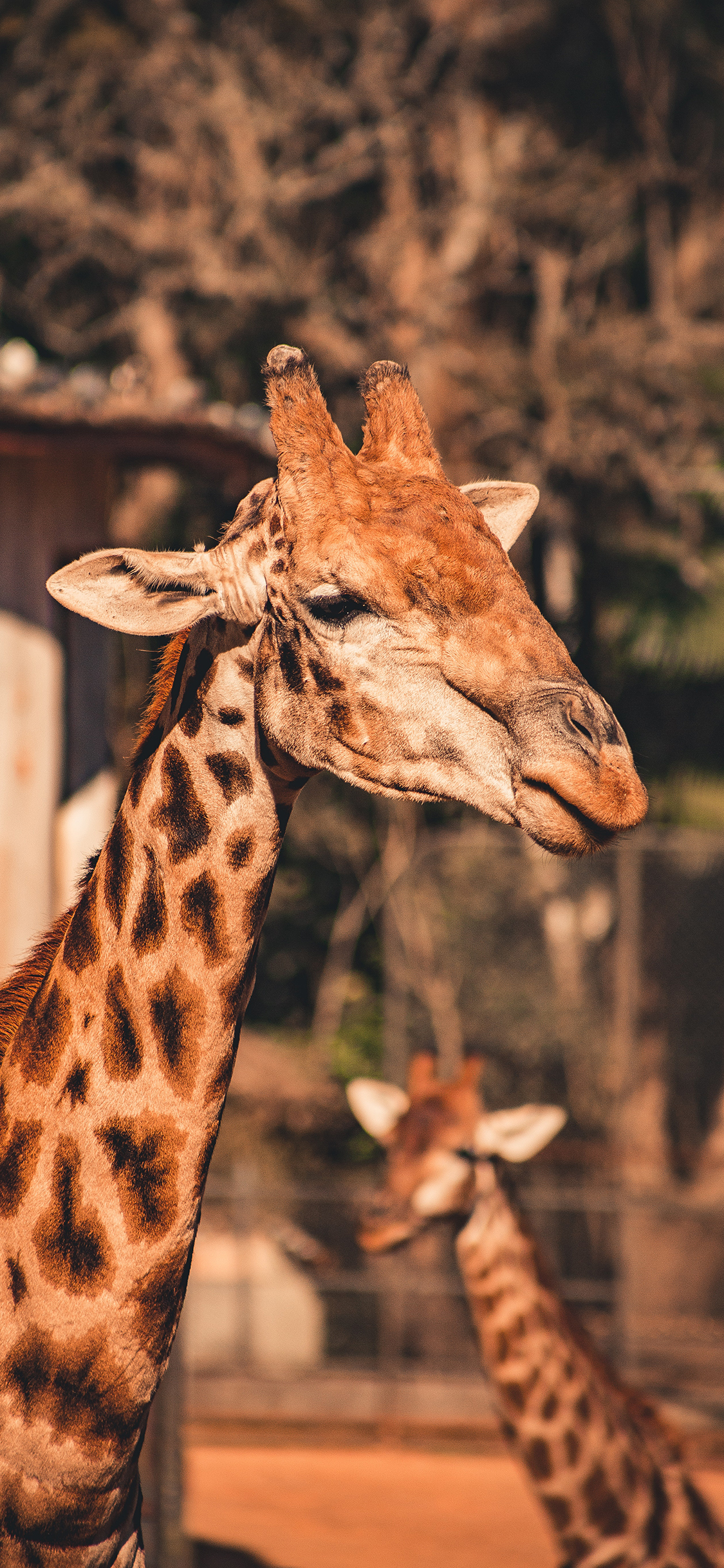 [2436×1125]长颈鹿 动物园 牲畜 斑纹 苹果手机壁纸图片