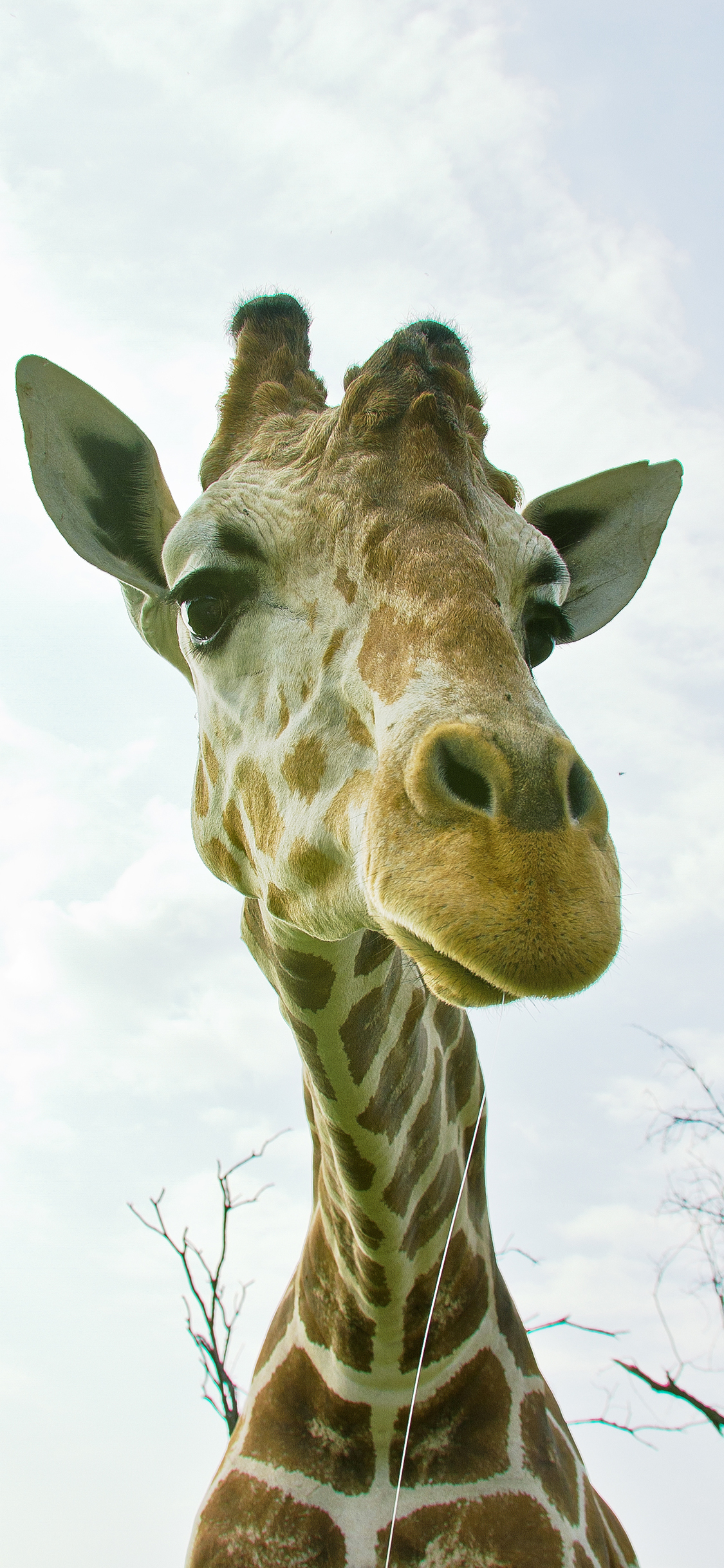[2436×1125]长颈鹿 可爱 萌 斑纹 特写 苹果手机壁纸图片