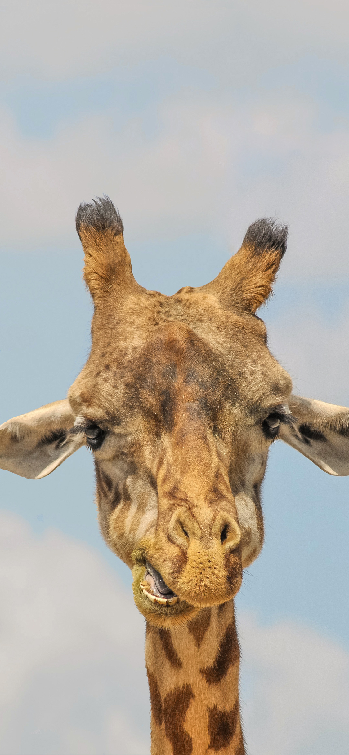 [2436×1125]长颈鹿 可爱 萌 斑纹 纹路 苹果手机壁纸图片