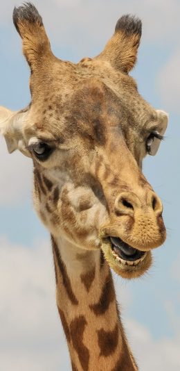 [2436x1125]长颈鹿 可爱 萌 纹路 斑纹 苹果手机壁纸图片