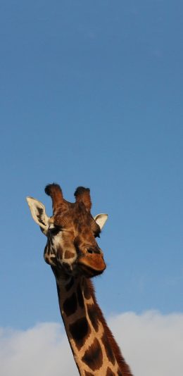 [2436x1125]长颈鹿 可爱 萌 蓝天 斑纹 苹果手机壁纸图片