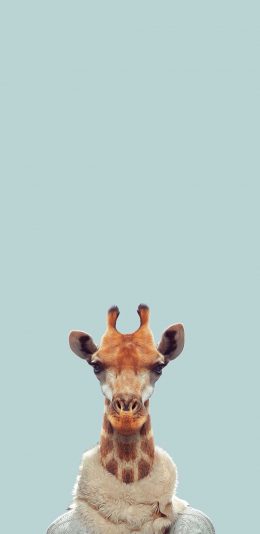 [2436x1125]长颈鹿 围脖 毛衣 苹果手机壁纸图片