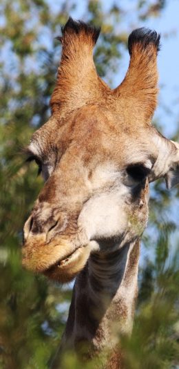 [2436x1125]长颈鹿 头部 枝叶 树枝 苹果手机壁纸图片