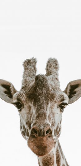 [2436x1125]长颈鹿 头部 特写 苹果手机壁纸图片