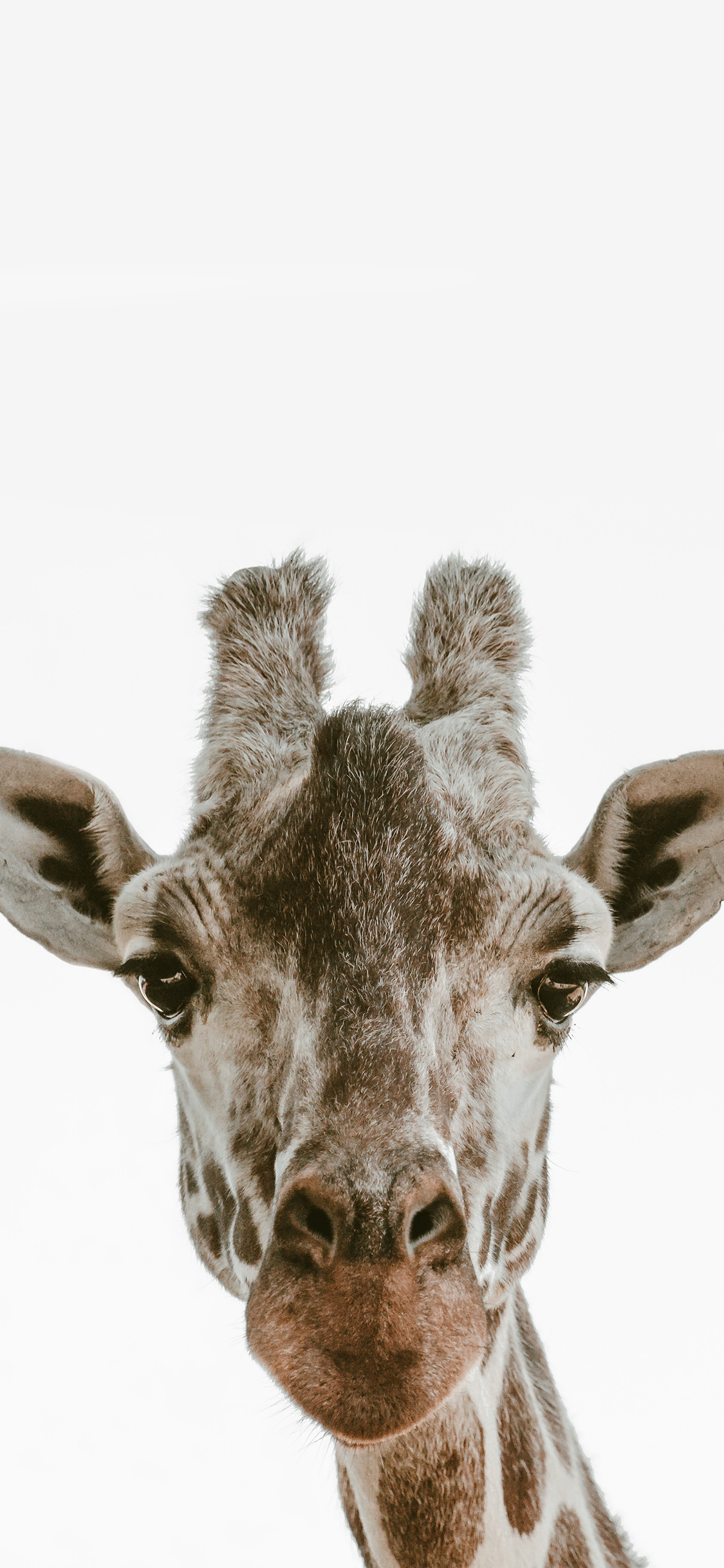 [2436×1125]长颈鹿 头部 特写 苹果手机壁纸图片