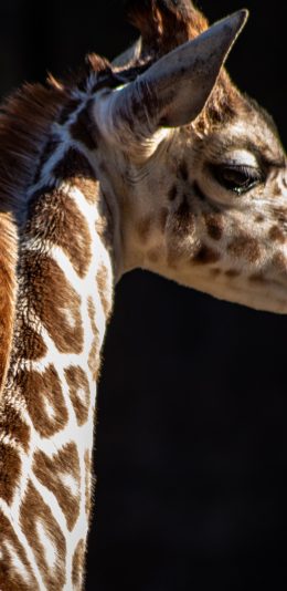 [2436x1125]长颈鹿 头部 皮毛 忧郁 苹果手机壁纸图片