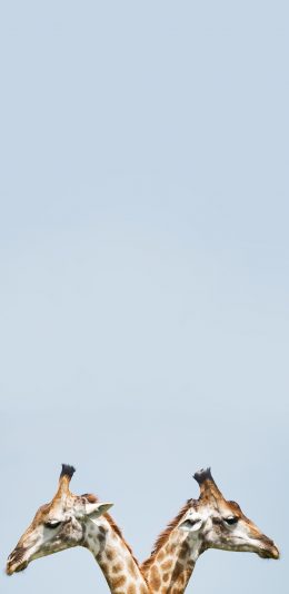 [2436x1125]长颈鹿 头部 皮毛 斑纹 苹果手机壁纸图片