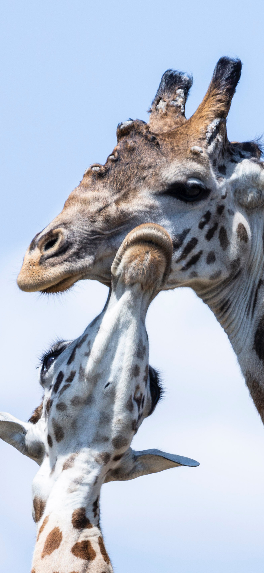 [2436×1125]长颈鹿 头部 高空 苹果手机壁纸图片