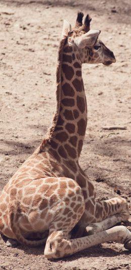 [2436x1125]长颈鹿 幼仔 卧趴 苹果手机壁纸图片