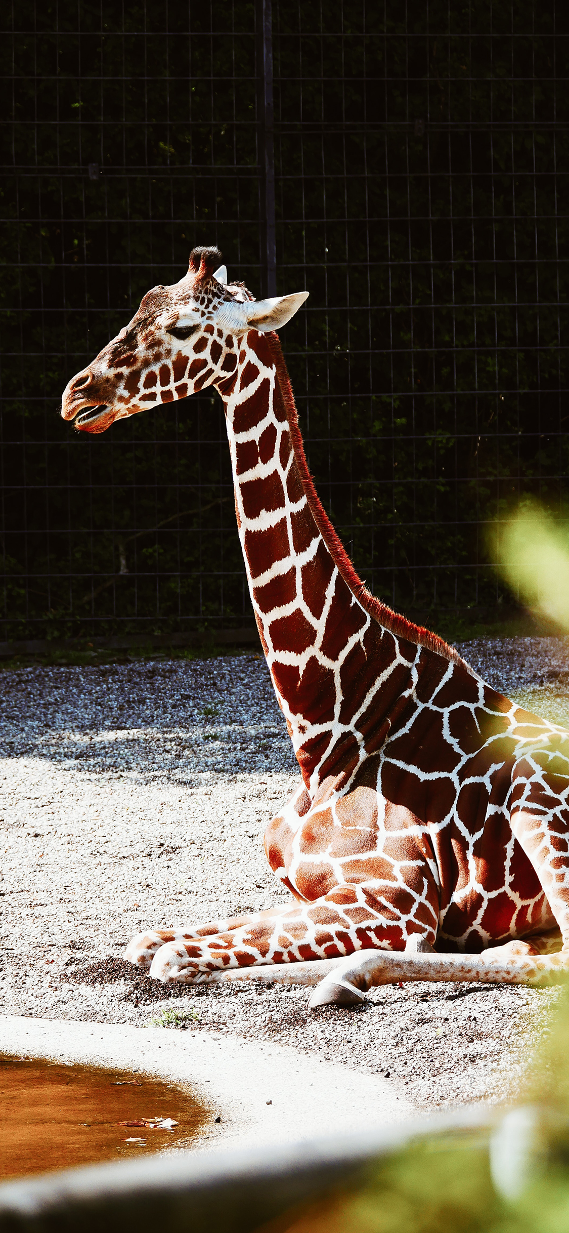 [2436×1125]长颈鹿 幼仔 饲养 户外 苹果手机壁纸图片