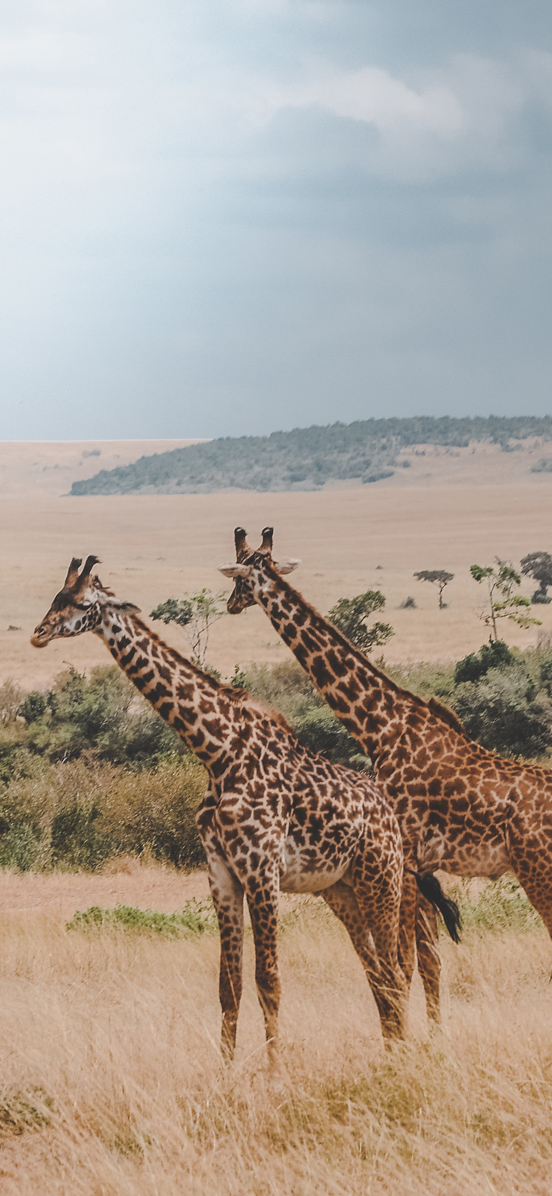 [2436×1125]长颈鹿 户外 草原 荒野 苹果手机壁纸图片
