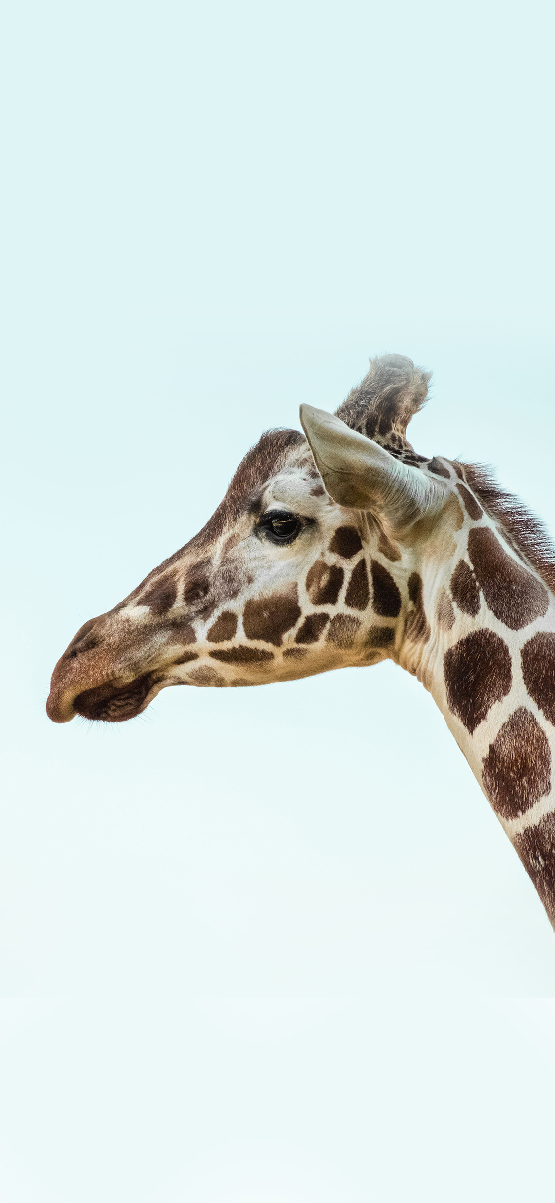 [2436×1125]长颈鹿 斑纹  头部 苹果手机壁纸图片