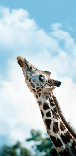 [2436x1125]长颈鹿 斑纹 脖子 天空 苹果手机壁纸图片