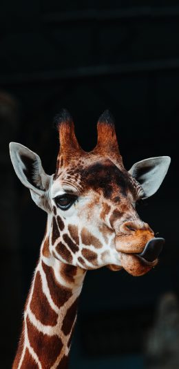 [2436x1125]长颈鹿 斑纹 舌头 长脖子 苹果手机壁纸图片