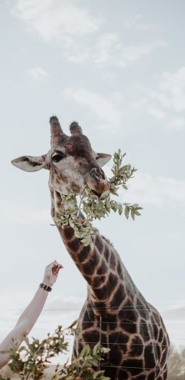 [2436x1125]长颈鹿 枝叶 喂食 户外 苹果手机壁纸图片