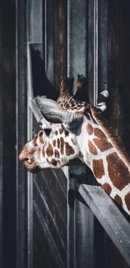 [2436x1125]长颈鹿 栅栏 动物园 苹果手机壁纸图片