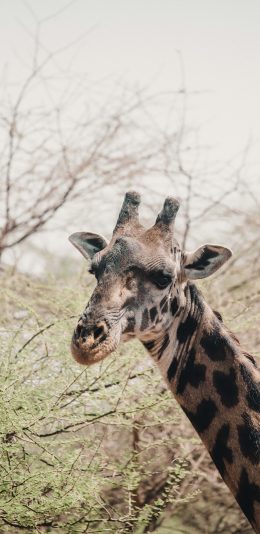[2436x1125]长颈鹿 树叶 树叶 觅食 苹果手机壁纸图片