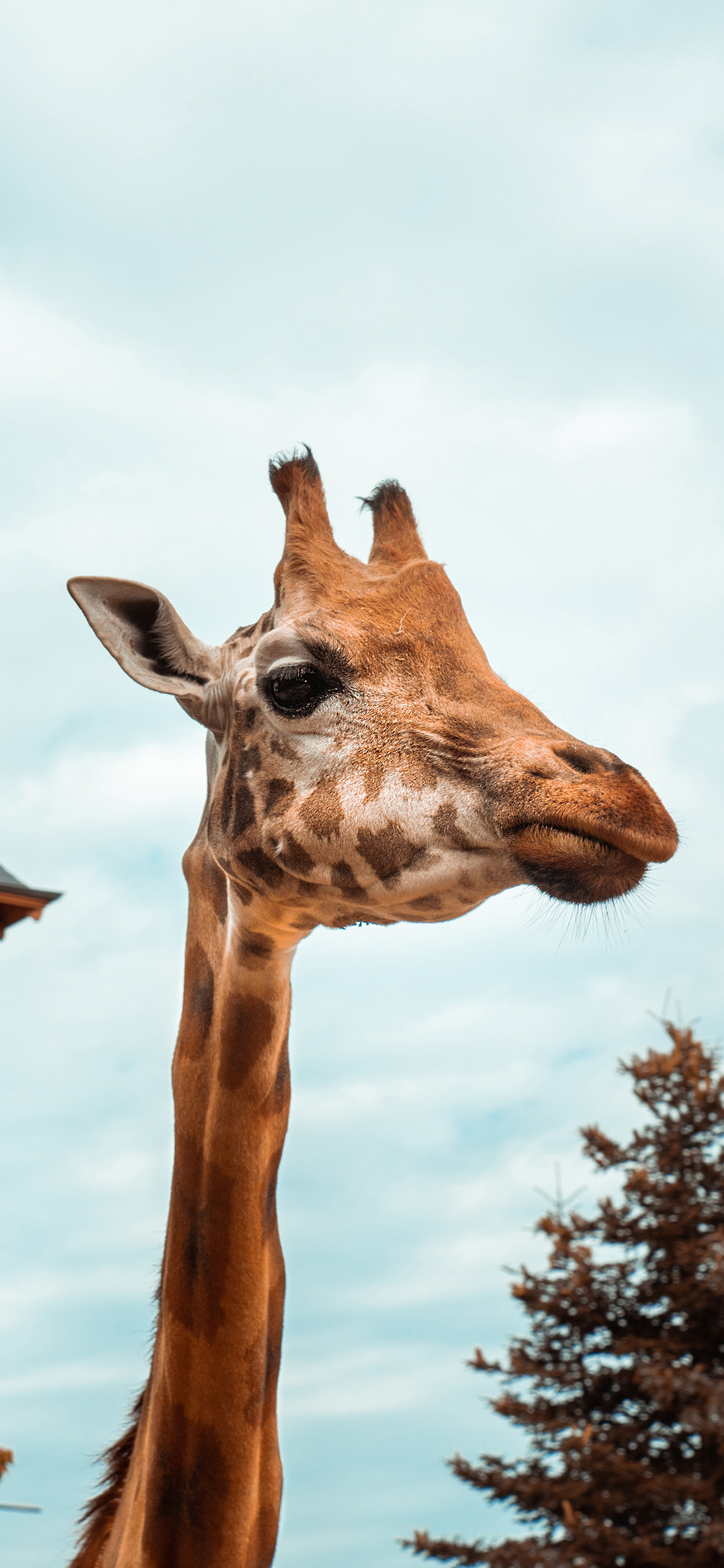 [2436×1125]长颈鹿 树木 斑纹 脖子 苹果手机壁纸图片