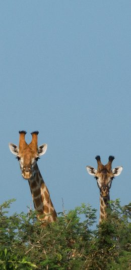 [2436x1125]长颈鹿 树枝 头部 苹果手机壁纸图片