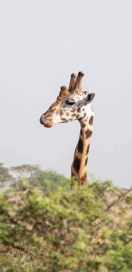 [2436x1125]长颈鹿 树枝 野外 头部 苹果手机壁纸图片