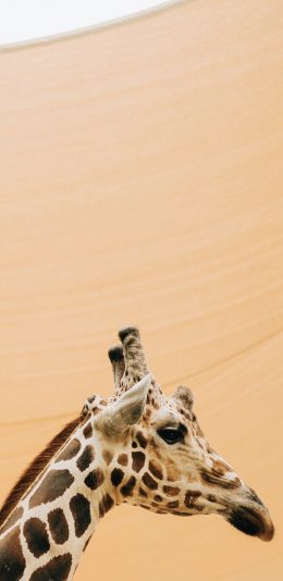 [2436x1125]长颈鹿 沙漠 头部 野外 苹果手机壁纸图片