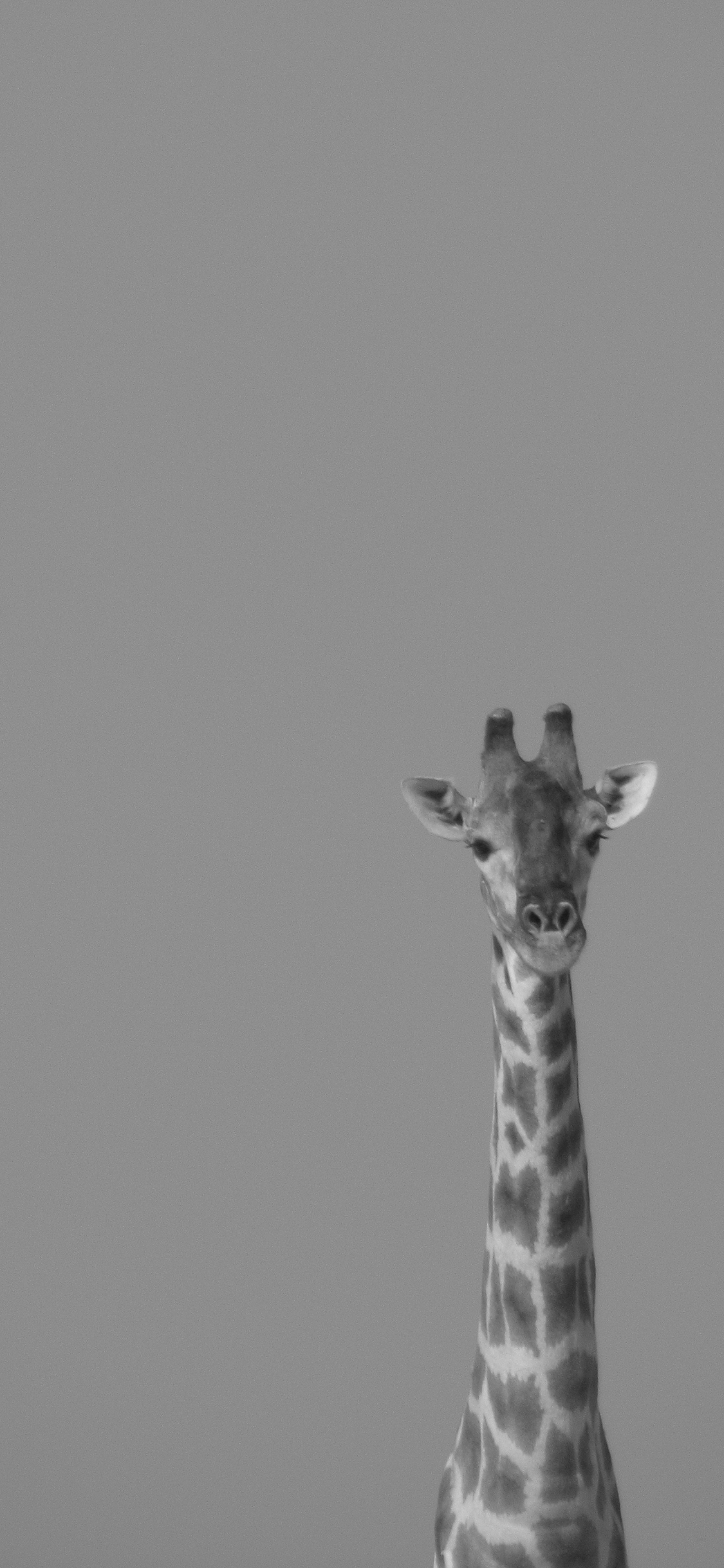 [2436×1125]长颈鹿 灰白 动物 苹果手机壁纸图片